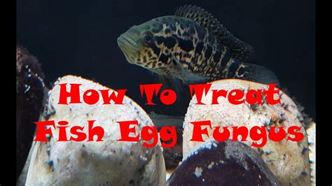 angelfish eggs turning white|angelfish eggs fungus treatment.